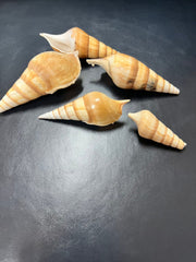 Arabian Tibia Spindle Shells - ShellsLoving Coastal Living