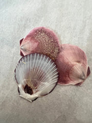 Asian Moon Scallops - ShellsLoving Coastal Living