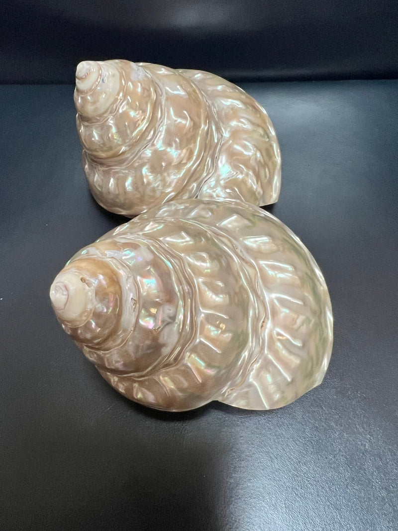 Astraea Undosa Shell with Champagne Under Tones - ShellsLoving Coastal Living