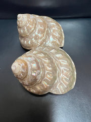 Astraea Undosa Shell with Champagne Under Tones - ShellsLoving Coastal Living