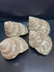 Astraea Undosa Shell with Champagne Under Tones - ShellsLoving Coastal Living