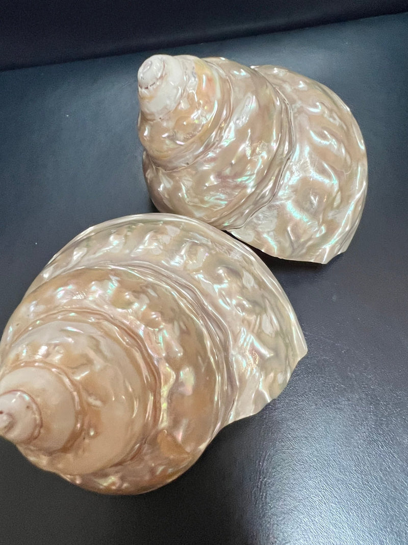 Astraea Undosa Shell with Champagne Under Tones - ShellsLoving Coastal Living