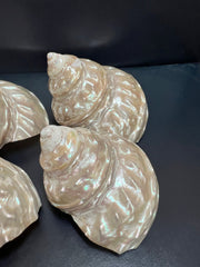 Astraea Undosa Shell with Champagne Under Tones - ShellsLoving Coastal Living