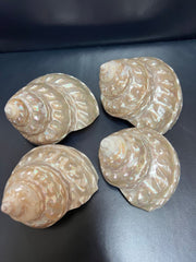 Astraea Undosa Shell with Champagne Under Tones - ShellsLoving Coastal Living