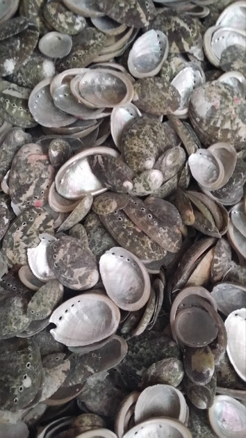 Baby Green Abalone Shells | Loving Coastal Living