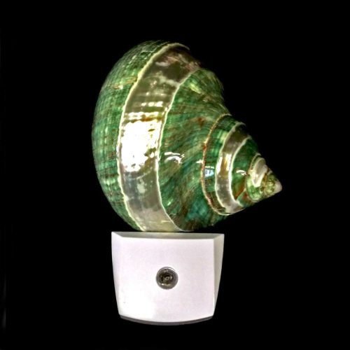 Banded Pearl & Jade Turbo Shell LED Night Light - NightlightTideline