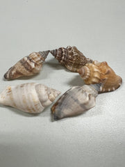 Brown Chula AKA Bear Conch - ShellsLoving Coastal Living