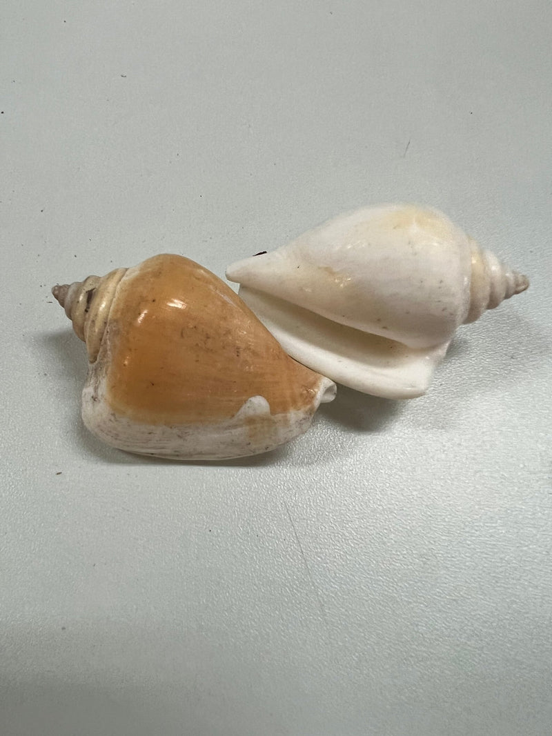 Canarium Strombus AKA Dog Canary Conch Shell - ShellsLoving Coastal Living