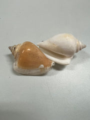 Canarium Strombus AKA Dog Canary Conch Shell - ShellsLoving Coastal Living