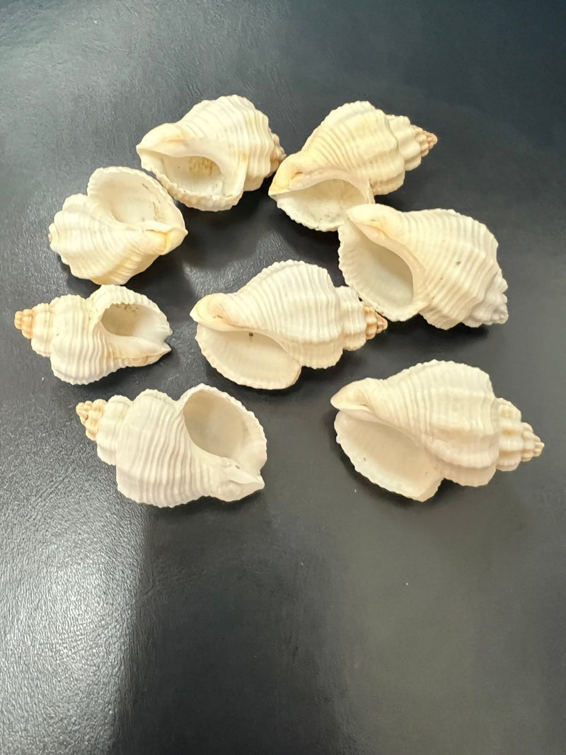 Cancelaria Goblet Shell - ShellsLoving Coastal Living