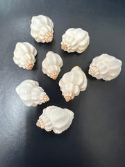 Cancelaria Goblet Shell - ShellsLoving Coastal Living