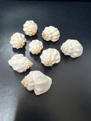 Cancelaria Goblet Shell - ShellsLoving Coastal Living