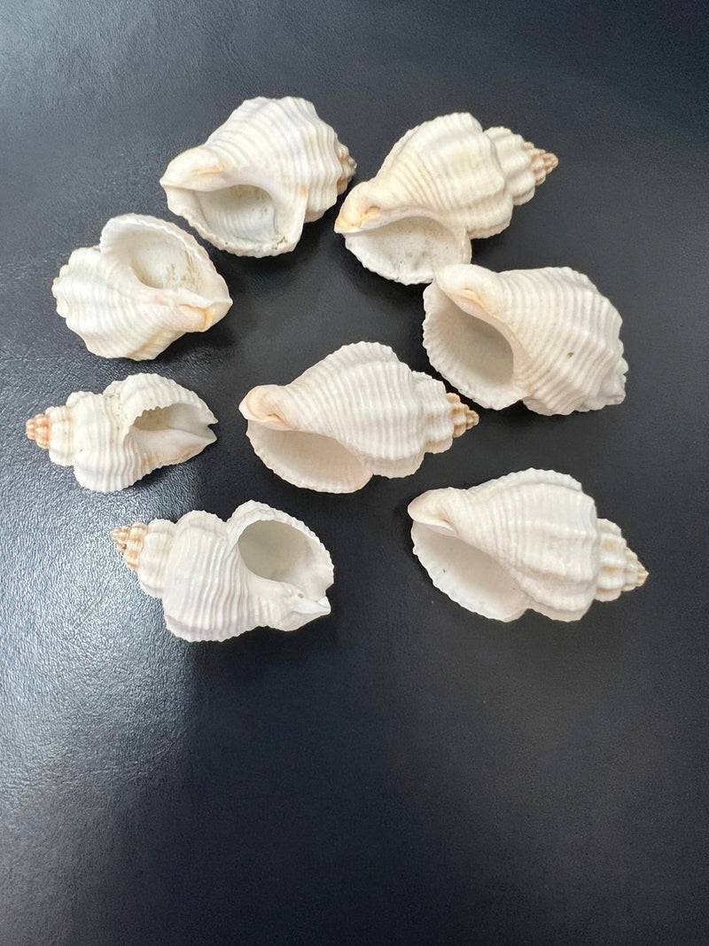 Cancelaria Goblet Shell - ShellsLoving Coastal Living