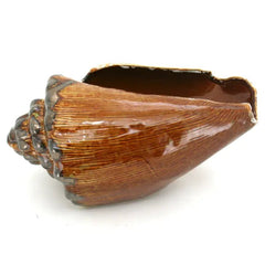 Ceramic Conch Shell - Accent DecorModern Coastal by Contrast Inc.