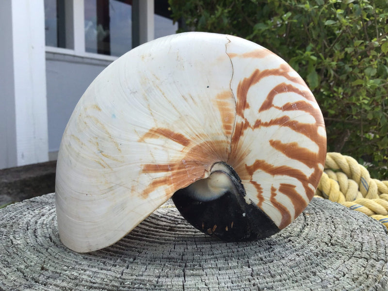 Chambered Tiger Stripe Nautilus Shell - ShellsLoving Coastal Living