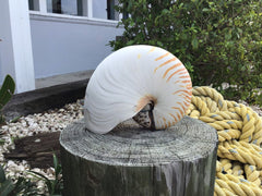 Chambered Tiger Stripe Nautilus Shell - ShellsLoving Coastal Living