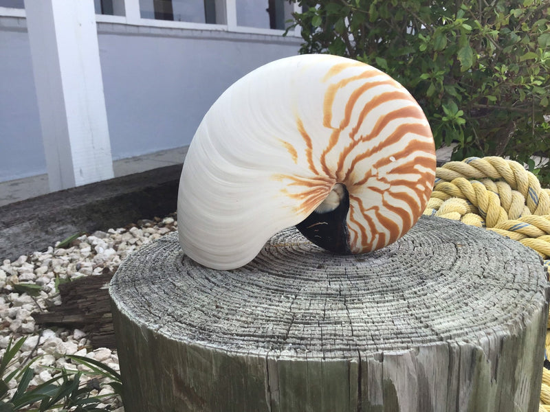 Chambered Tiger Stripe Nautilus Shell - ShellsLoving Coastal Living