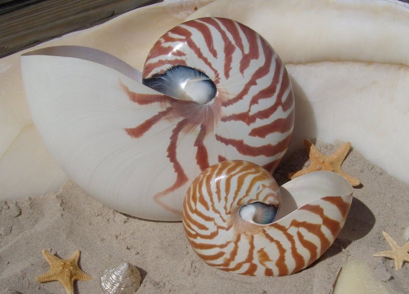 Chambered Tiger Stripe Nautilus Shell - ShellsLoving Coastal Living