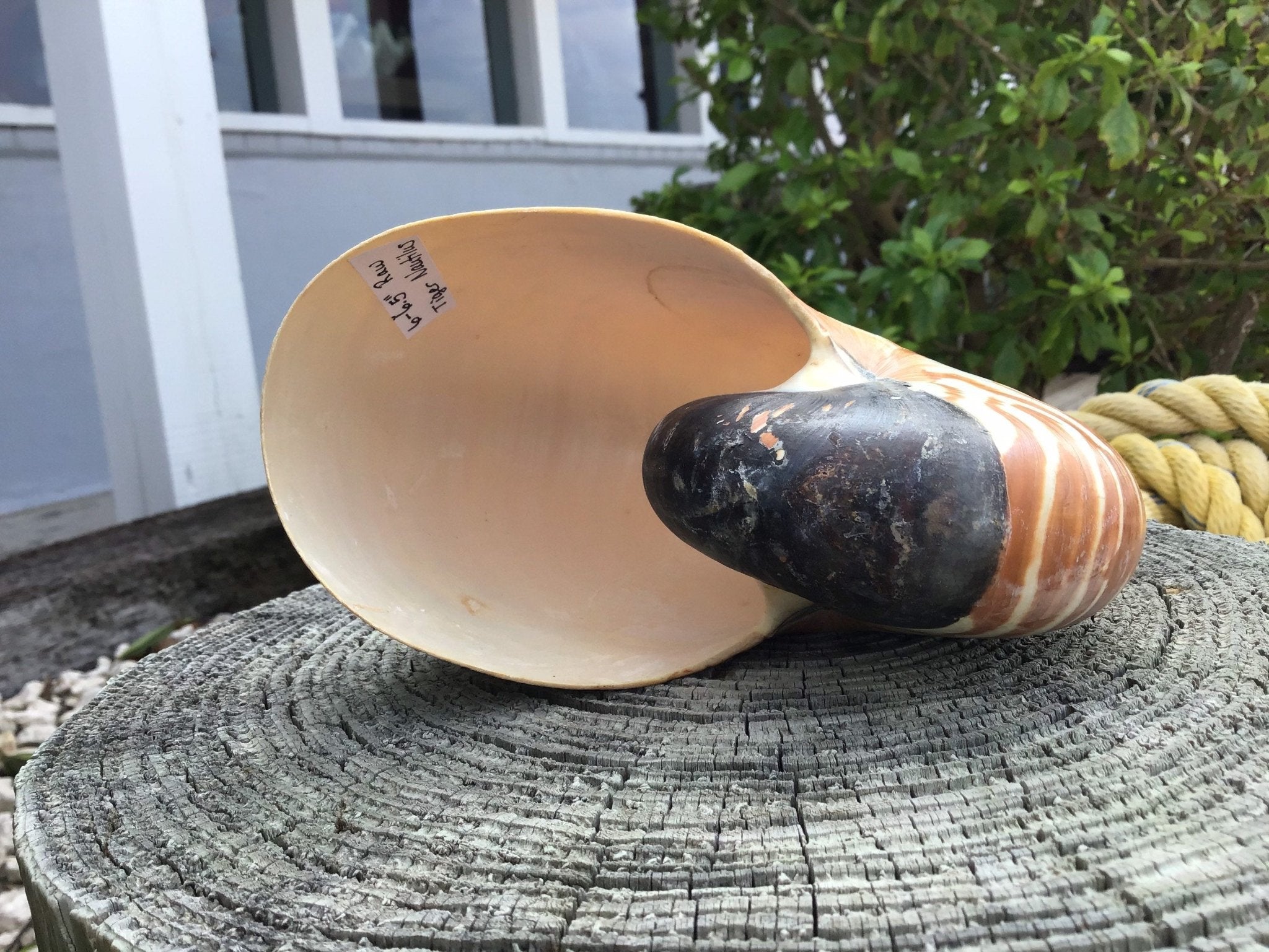 Chambered Tiger Stripe Nautilus Shell | Loving Coastal Living