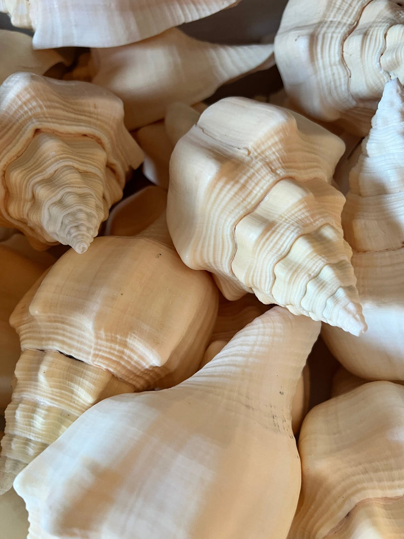 Chank Shell - ShellsLoving Coastal Living