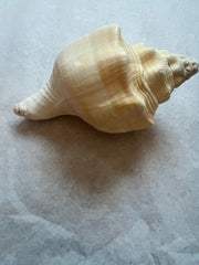 Chank Shell - ShellsLoving Coastal Living