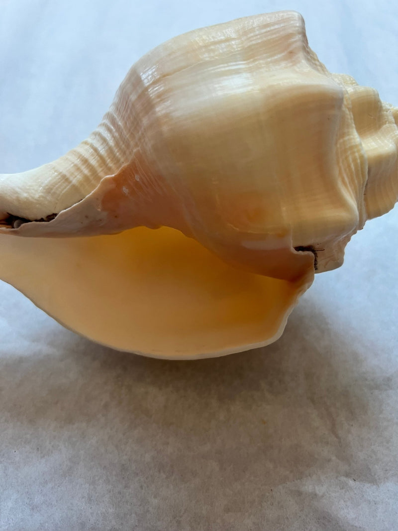 Chank Shell - ShellsLoving Coastal Living