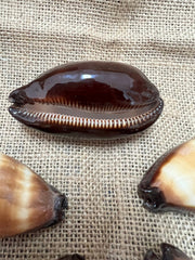 Chocolate Banded Cowrie 2 - 2.5