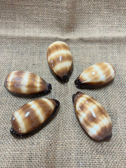 Chocolate Banded Cowrie 2 - 2.5