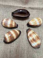 Chocolate Banded Cowrie 2 - 2.5
