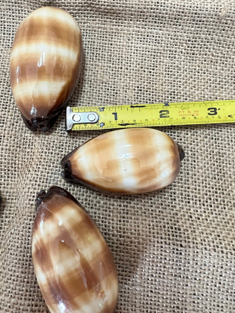Chocolate Banded Cowrie 2 - 2.5" - ShellsLoving Coastal Living