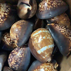 Chocolate Humpback Cowrie Maurita Mauritana - Loving Coastal Living