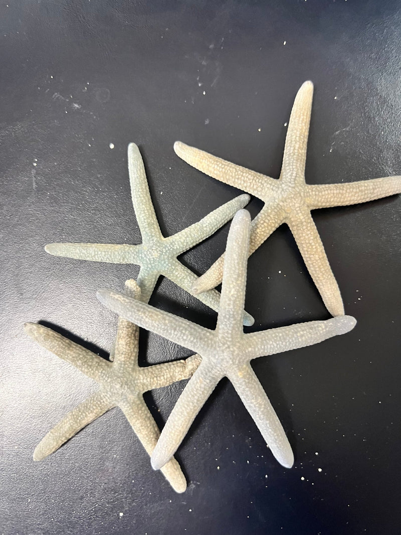 Dusty Blue/Grey Starfish - StarfishLoving Coastal Living