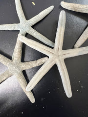 Dusty Blue/Grey Starfish - StarfishLoving Coastal Living