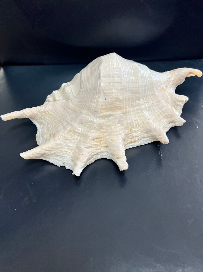 Extra Large 11" Truncata Lambis Spider Shell - ShellsLoving Coastal Living