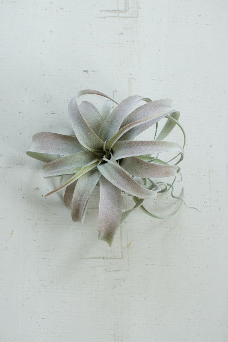 Extra Large Tillandsia Plant - Accent DecorKalalou