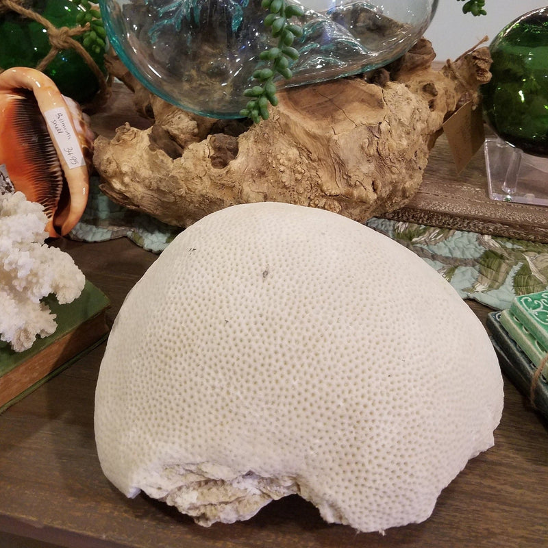 Extra Large Vintage Brain Coral - 9.5" - coralTideline