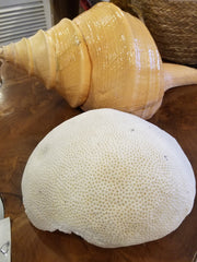 Extra Large Vintage Brain Coral - 9.5