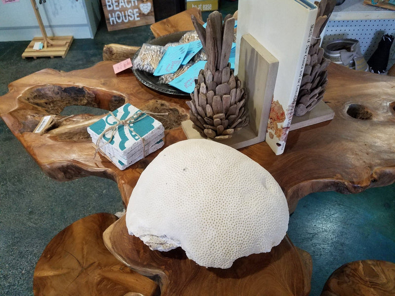 Extra Large Vintage Brain Coral - 9.5" - coralTideline
