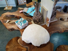 Extra Large Vintage Brain Coral - 9.5