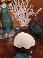 Extra Large Vintage Brain Coral - 9.5