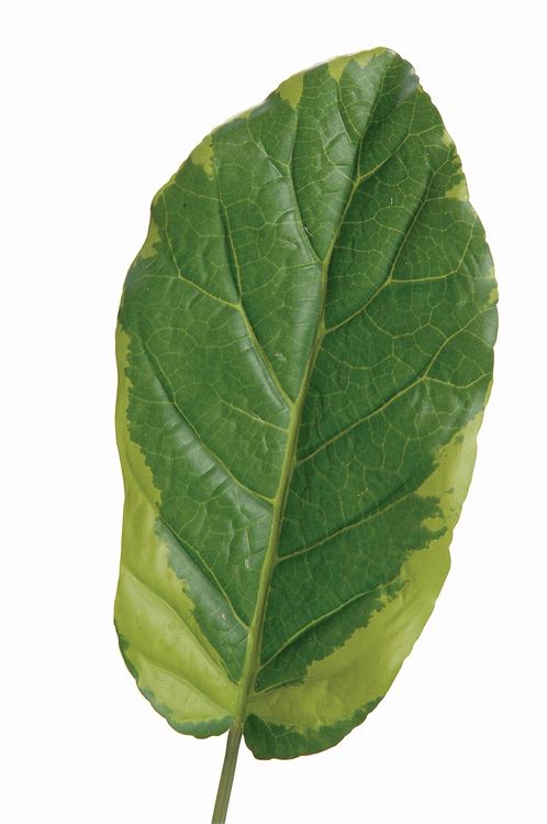 Faux Inew Leaf - 25" - Accent DecorAdV