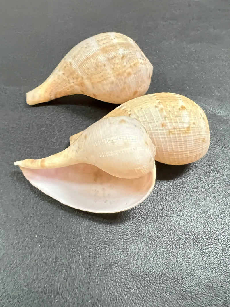 Fig Snail Shells - ShellsLoving Coastal Living