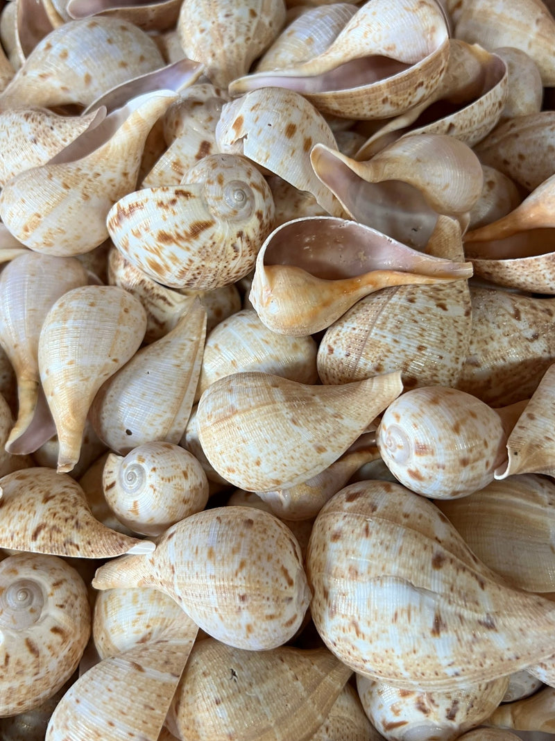 Fig Snail Shells - ShellsLoving Coastal Living