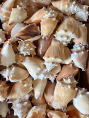 Fighting Conch Shell - ShellsLoving Coastal Living