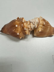 Fighting Conch Shell - ShellsLoving Coastal Living