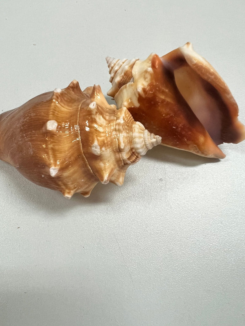 Fighting Conch Shell - ShellsLoving Coastal Living