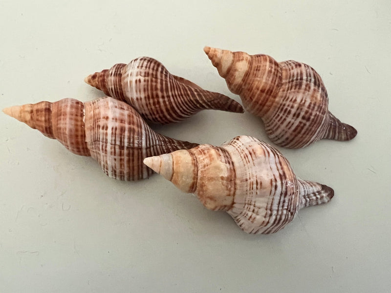Fusie Conch Shell - ShellsLoving Coastal Living