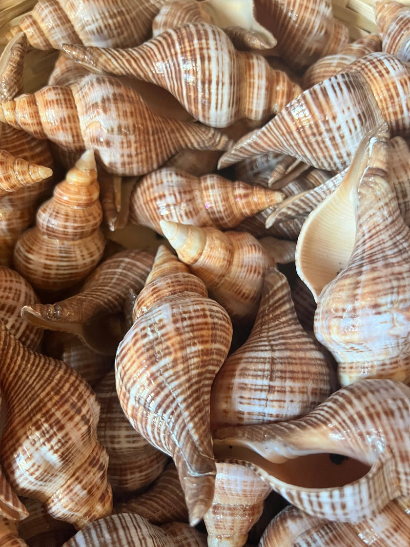 Fusie Conch Shell - ShellsLoving Coastal Living