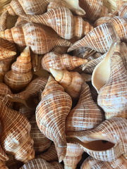 Fusie Conch Shell - ShellsLoving Coastal Living