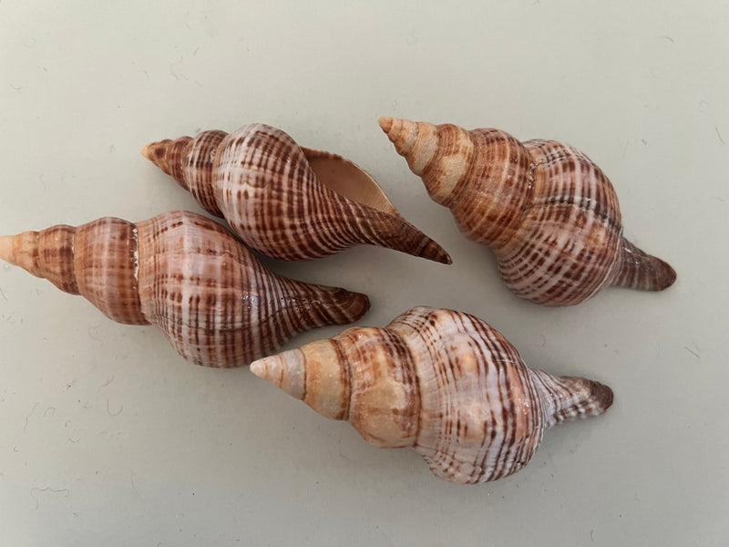 Fusie Conch Shell - ShellsLoving Coastal Living